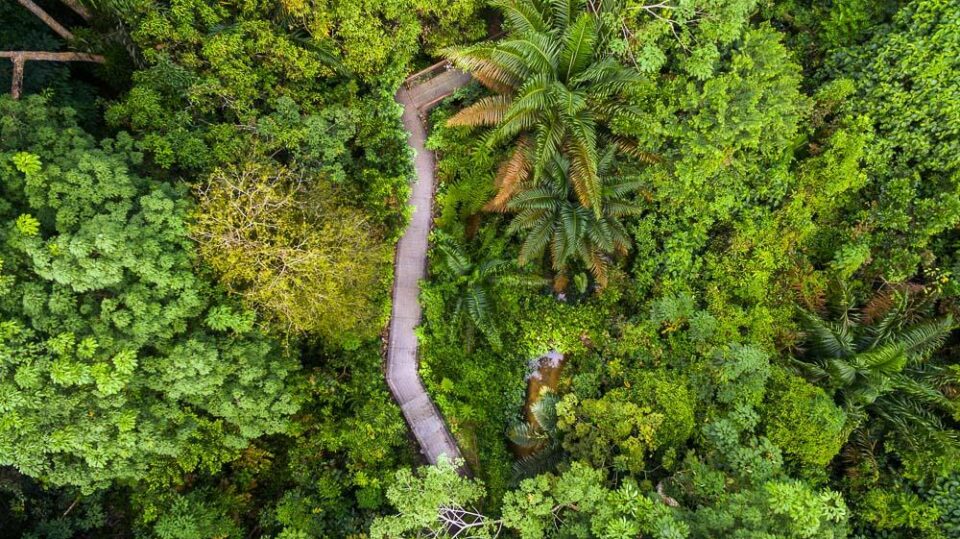 Elevated boardwalk of the Drongo Trail winding through forest canopy at Windsor Nature Park, seen from directly above — aerial drone photography Singapore